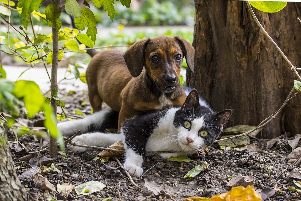 Zwerfdieren, hond en kat samen